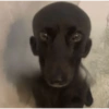 Doguitos fofos 12