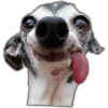 🐾Perritos reacciones🐶🐕 15