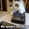 Gatitos SAD 😞 1 21