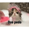 Gatitos tiernos :3 23