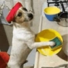😜 ANIMALITOS GRACIOSOS 😜 11