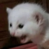 Gatitos tiernos :3 13