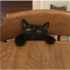 Cats random Vol. 2 6