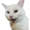 Gatitos 13