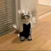 Gatos divertidos 😼 20