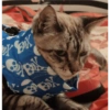 O gato chateado 25