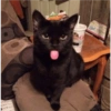 Cats random Vol. 2 27
