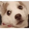 Zelda, the Husky 20
