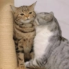 Gatitos Relaciones 14 7