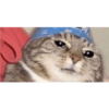 Gatinhos apaixonados fofos 17