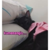 Guji Gosong Kitty 22
