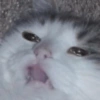 Gatos triste 5