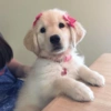 Animais Coquete 6