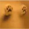 Cats random Vol. 2 17