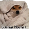Animales Friolentos 🥶❄ 25