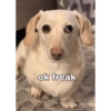 Homophobic dog 22