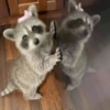 Animais Coquete 9