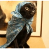 Gatitos Shitpost 😈🤑 7