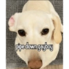 Homophobic dog 7