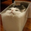 Gatitos Shitpost 😈🤑 9