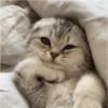 Cats random Vol. 2 11