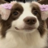 Animais Coquete 8