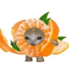 🐈🍓🍉Gatos Frutas🍓🍉🐈 13