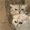 Cats random Vol. 2 9