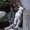 Gatitos Relaciones 14 10
