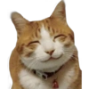 Funny pets 19