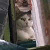 Reacciones Gatitos 15 18