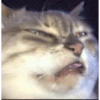 Más Gatitos 12