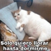 Gatitos SAD 😞 1 26