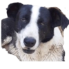 Perritos 14