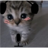 Reacciones Gatitos 15 12