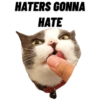 Michi the cat 15