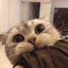 Cats random Vol. 2 12