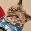 O gato chateado 21