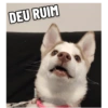 Zelda, the Husky 24