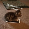 Michis con frases UwU🐱🍭🍨 22