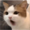 Cats random Vol. 2 23