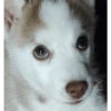 Zelda, the Husky 5