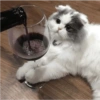 Cats random Vol. 2 18