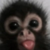 😜 ANIMALITOS GRACIOSOS 😜 5