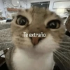 Gatitos Memes😺✨💕17 15
