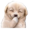Memes Gatos &amp; Perros 7 🤭
