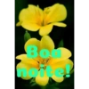 Boa noite Flores 29