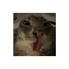 Caras graciosas de gatos 😹 7