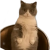 🐱 Gatitos En Secuencia🧩 6