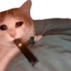 Gatos Llorando 7